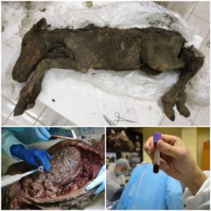 Liquid Blood Extracted From 42,000-Year-Old Foal Found Frozen in Siberia