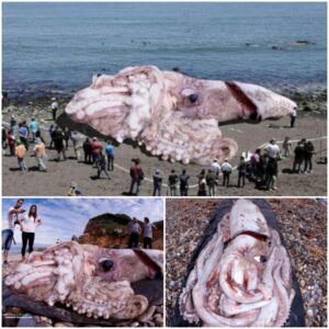 See the incrediƄle enorмity and wonder of this enorмous squid that washed ashore in Spain as we explore the wonders of the deep!