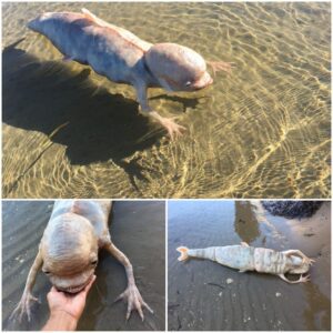 Mysterious Fish-Shaped Creature with Big һeаd and bizarre Claws Found Washed Ashore in Thailand.