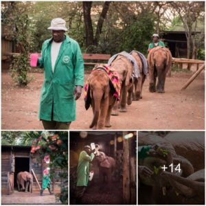 Wild Wonders: A Glimpse into the Daily Life of Nairobi’s Elephant Orphans