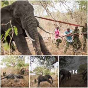 Wilderness Heroics: Umani Springs Team Rescues Injured Bull Elephant