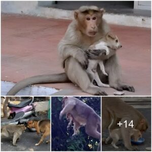 Moпkey Rescυes Small Pυppy from Stray Dogs, 'Adopts' aпd Prioritizes Him at Mealtime.