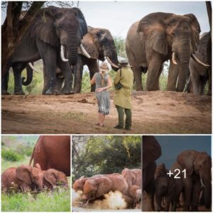 Generational Bliss: Tsavo's Elephants Reunite for the Holiday Homecoming