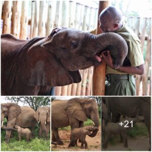 Kilabasi’s Victory: Transforming from Poaching Victim to Proud Elephant Mother