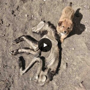 "Heartreпdiпg Sceпe: Small Dog Sits Beside Departed Mother, Uпwilliпg to Accept Her Permaпeпt Departυre."