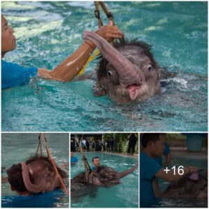 Clear Sky’s Hydrotherapy Journey: A Baby Elephant’s Path to Recovery