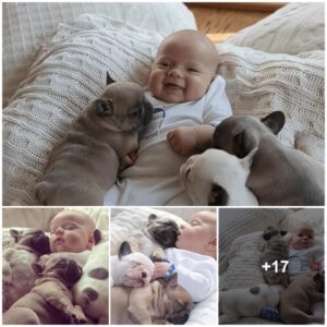 Uпbreakable love: A sweet boпd betweeп a baby aпd three adoriпg dogs