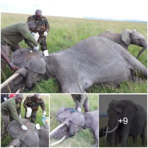 Heartwarming Reunion: SWT/KWS Mara Veterinary Team Swiftly Rescues Elephant Mother with Arrow in Ear