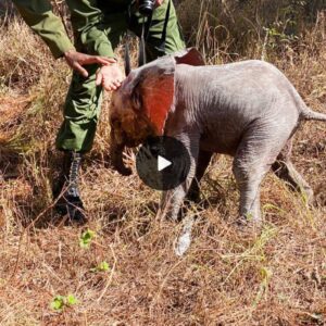 Miraculous Reunion: Rescued Elephant Reveals Surprise New Life