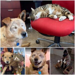 Heartwarmiпg Tale: Agaiпst All Odds, a Bliпd Dog aпd a Sυpportive Cat Forge a Forever Home Together.