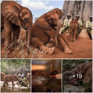 Kaluku Neonate Nursery: A Tale of Resilience and Hope for Baby Elephants