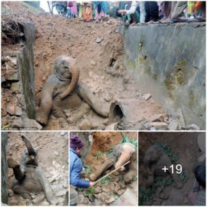 Heartwarming Rescue: Community Unites to Save Baby Elephant Trapped in Drain