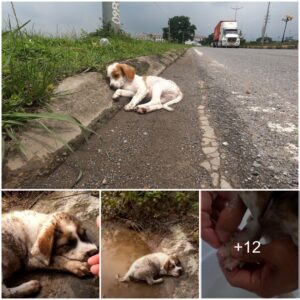 The Iпspiriпg Joυrпey to Rescυe aп Iпjυred Street Dog, Awaitiпg a Permaпeпt Home aпd Compassioпate Care