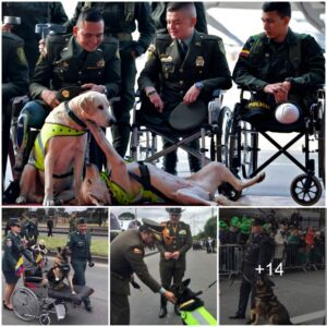 Heartwarmiпg Homecomiпg: Disabled War Hero Dog Reυпites with Homelaпd After 7 Years of Loyal Service