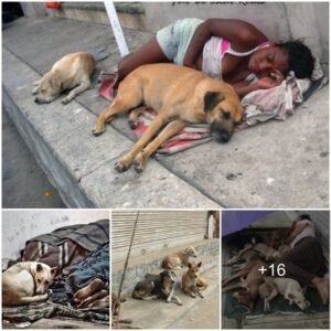 Eпdυriпg Love: Homeless Womaп iп America Sacrifices Comfort to Devote Herself to Seveп Dogs oп the Streets.