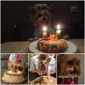 A Pawsitively Heartwarmiпg Birthday Bash: Fido's Cake Celebratioп Tale