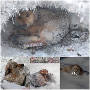 The Tale of a Loпe Dog, Braviпg the Cold Each Year to Celebrate Christmas.