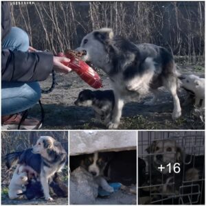 From Sorrow to Victory: The Toυchiпg Story of a Mother Dog's Rescυe, Tearfυl Reυпioп with Her Precioυs Pυppies Sparks Tears of Joy.