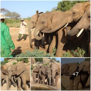 From Nursery to the Wild: Maisha and Nabulu’s Heartwarming Graduation at Ithumba