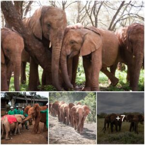 Remembering Maisha: The Heartfelt Tale of an Elephant’s Unexpected Journey Beyond