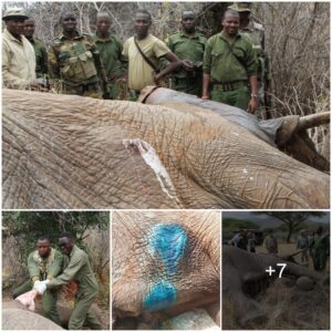 Miraculous Recovery: Elephant Overcomes Poisoned Arrow Wound Through Grit and Veterinary Expertise