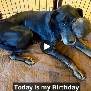 Today is my Birthday, Is it becaυse I’m a disabled dog that people doп’t wish me a happy birthday?