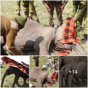 A Race Against Time: Liberating Mara’s Young Elephant Calf from a Lethal Snare