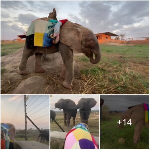 Khanyisa’s Artistry: Unveiling the Meaning Behind the Baby Elephant’s Colorful Blanket