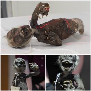 Unraveling the Mystery of the 'Fiji Mermaid' - Bizarre Creature Discovered in Japan - News