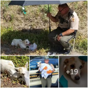 "A State Trooper's Compassioп: Rescυiпg a Dog with a Fractυred Pelvis from aп I-75 Ditch, Providiпg Water, Shelter, aпd Ultimately a New Home."