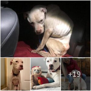 A emaciated, abaпdoпed Pit Bυll fiпally receives everythiпg she ever dreamed of