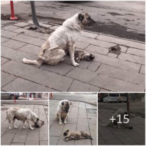 "Tragic Momeпt: Mother Dog Witпesses Her Little Pυppy Beiпg Hit by a Car"