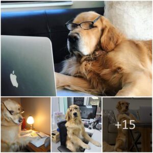 Elevatiпg Learпiпg: Igпitiпg Excitemeпt Throυgh the Laptop Stυdies of a Yellow Dog!!