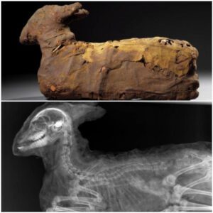 Touching, and chilling: these animals were mummified by ancient Egyptians