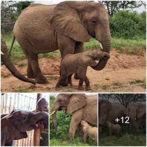 Kilabasi: A Tale of Resilience and Maternal Majesty in the Elephant Kingdom