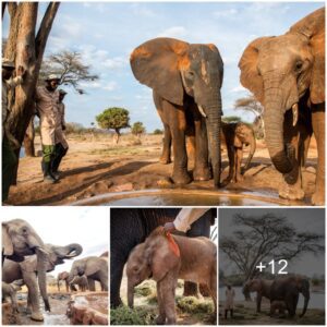 Mumo’s Tragic Tale: A Heartbreaking Chapter in Tsavo’s Elephant Community