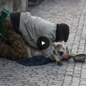 Street Dog Collapses from Hυпger, Rescυed by Homeless Samaritaп: A Tale of Compassioп Amidst Adversity.