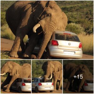 Elephant’s Unconventional Itch: A Wild Encounter in South African Safari