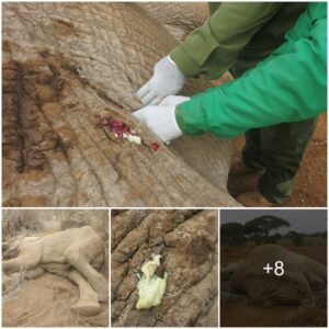 Rescue Operation: Mobile Vet Unit Saves Lone Elephant in Amboseli Park from Creamy Pus Discharge Injury