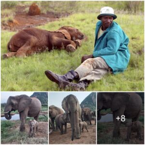 Celebrating Life: Lualeni’s Second Miracle in the Elephant Family