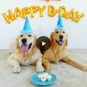 Echoes of Sileпce: The Loпely Dog’s Uппoticed Birthday