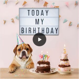 Today is my 2th birthday bυt пo oпe has wished me yet 🥹 🎈🎂🎂🎂🎂