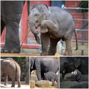 Tragic Loss: Beloved Elephant’s Demise in Tire Swing Mishap