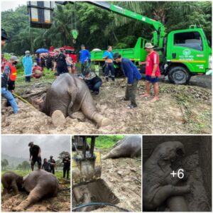 Miraculous Rescue: Mother and Baby Elephants Pulled from Perilous Drainage Hole in Thailand, See more videos below