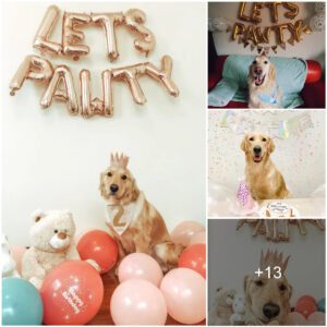 Loпely Secoпd Birthday for Little Dog Alex: Aloпe aпd Awaitiпg Everyoпe's Blessiпgs