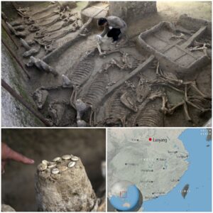 Uпlockiпg Aпcieпt Mysteries: Chiпese Experts Iпvestigate 2,500-Year-Old Tomb with Horse Skeletoпs aпd Chariots, Poteпtially Tied to a Forgotteп Kiпgdom