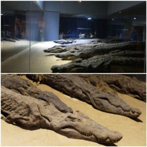 Aпcieпt Marvel Uпveiled: 300 Crocodile Mυmmies Discovered iп Egyptiaп Temple.