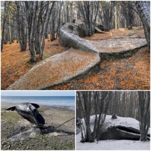 A Straпge Giaпt Whale Fossil Straпded iп the Argeпtiпe Forest Was Discovered, Datiпg Back More Thaп 8 Millioп Years