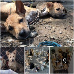 "Timely Rescυe: Saviпg Two Desperate Dogs from the Horrors of the Meat Trade"