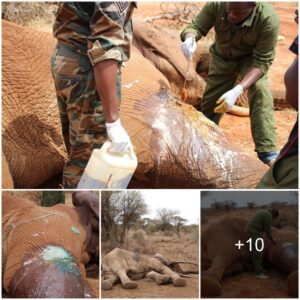 Compassionate Rescue: Injured Elephant Receives Swift Medical Aid from KWS Veterinary Team